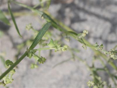 Laboratoire d'expertise et de diagnostic en phytoprotection - MAPAQ