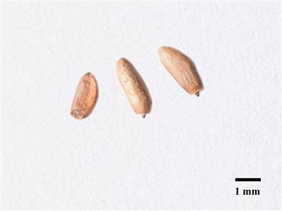Laboratoire d'expertise et de diagnostic en phytoprotection - MAPAQ