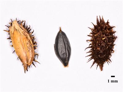 Laboratoire d'expertise et de diagnostic en phytoprotection - MAPAQ