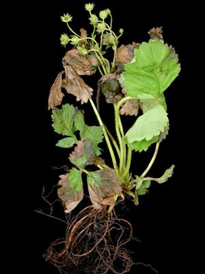 Laboratoire d'expertise et de diagnostic en phytoprotection - MAPAQ