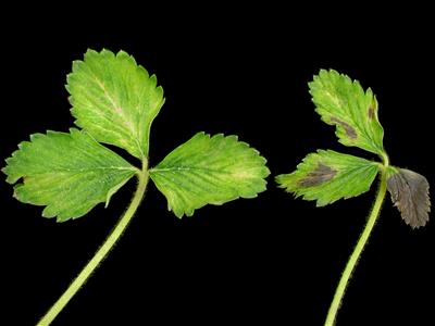 Laboratoire d'expertise et de diagnostic en phytoprotection - MAPAQ