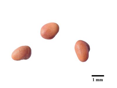 Laboratoire d'expertise et de diagnostic en phytoprotection - MAPAQ
