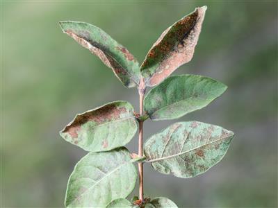 Laboratoire d'expertise et de diagnostic en phytoprotection - MAPAQ
