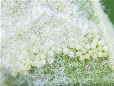 Laboratoire d'expertise et de diagnostic en phytoprotection - MAPAQ