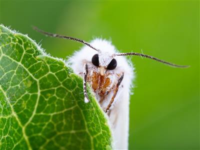 Laboratoire d'expertise et de diagnostic en phytoprotection - MAPAQ