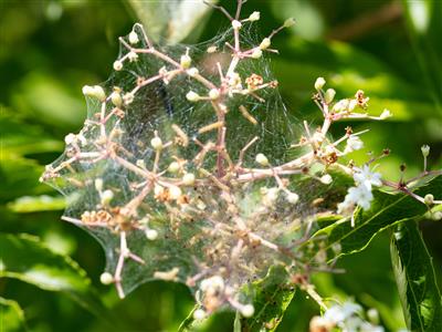 Laboratoire d'expertise et de diagnostic en phytoprotection - MAPAQ