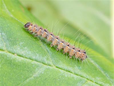 Laboratoire d'expertise et de diagnostic en phytoprotection - MAPAQ
