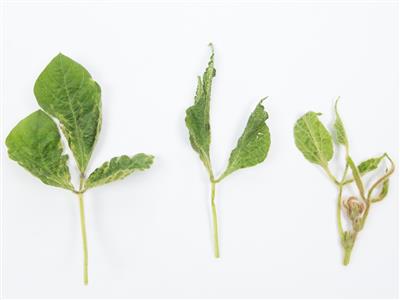 Laboratoire d'expertise et de diagnostic en phytoprotection - MAPAQ