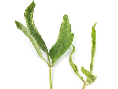 Laboratoire d'expertise et de diagnostic en phytoprotection - MAPAQ