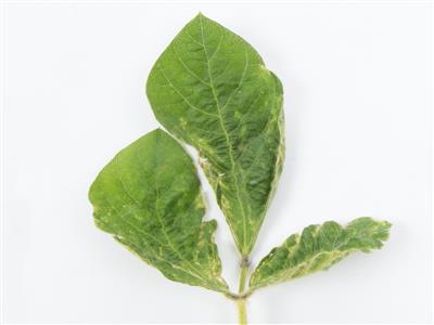 Laboratoire d'expertise et de diagnostic en phytoprotection - MAPAQ
