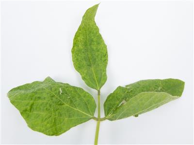 Laboratoire d'expertise et de diagnostic en phytoprotection - MAPAQ