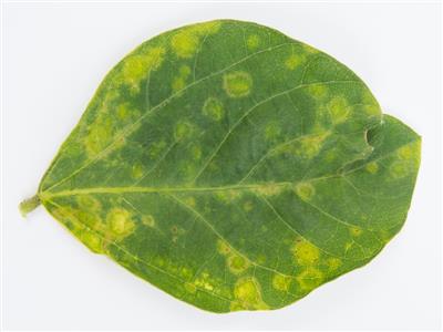 Laboratoire d'expertise et de diagnostic en phytoprotection - MAPAQ