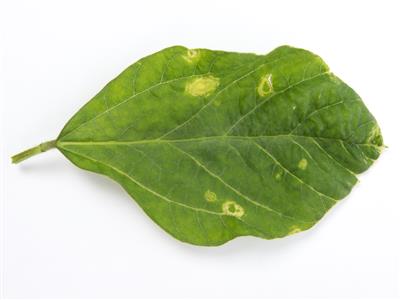 Laboratoire d'expertise et de diagnostic en phytoprotection - MAPAQ