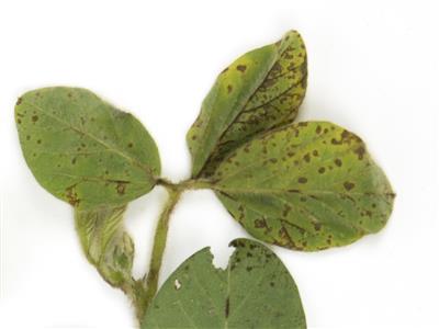 Laboratoire d'expertise et de diagnostic en phytoprotection - MAPAQ