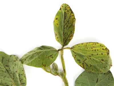 Laboratoire d'expertise et de diagnostic en phytoprotection - MAPAQ