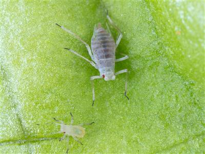 Laboratoire d'expertise et de diagnostic en phytoprotection - MAPAQ