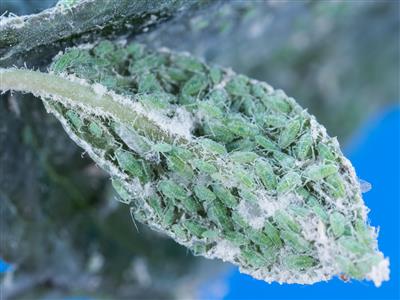 Laboratoire d'expertise et de diagnostic en phytoprotection - MAPAQ
