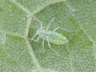 Laboratoire d'expertise et de diagnostic en phytoprotection - MAPAQ