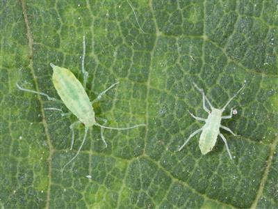 Laboratoire d'expertise et de diagnostic en phytoprotection - MAPAQ