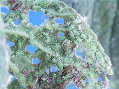 Laboratoire d'expertise et de diagnostic en phytoprotection - MAPAQ