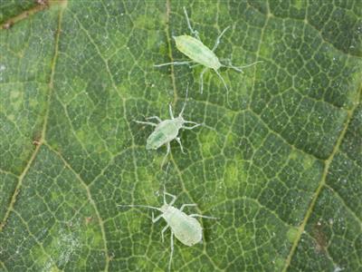 Laboratoire d'expertise et de diagnostic en phytoprotection - MAPAQ
