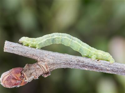 Laboratoire d'expertise et de diagnostic en phytoprotection - MAPAQ
