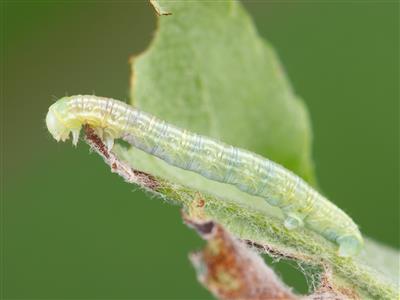 Laboratoire d'expertise et de diagnostic en phytoprotection - MAPAQ