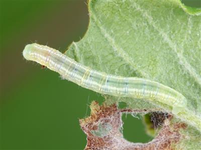 Laboratoire d'expertise et de diagnostic en phytoprotection - MAPAQ