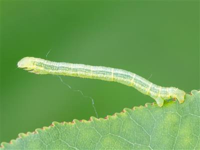 Laboratoire d'expertise et de diagnostic en phytoprotection - MAPAQ