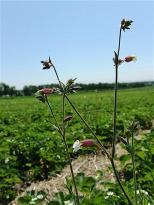 Laboratoire d'expertise et de diagnostic en phytoprotection - MAPAQ