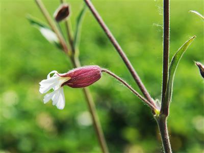 Laboratoire d'expertise et de diagnostic en phytoprotection - MAPAQ