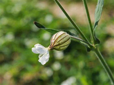 Laboratoire d'expertise et de diagnostic en phytoprotection - MAPAQ