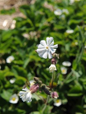 Laboratoire d'expertise et de diagnostic en phytoprotection - MAPAQ