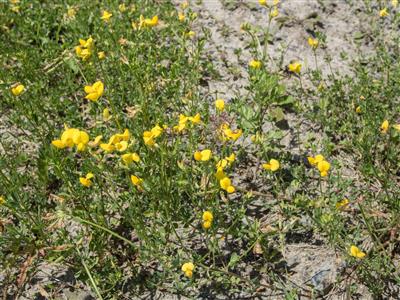 Laboratoire d'expertise et de diagnostic en phytoprotection - MAPAQ