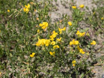 Laboratoire d'expertise et de diagnostic en phytoprotection - MAPAQ