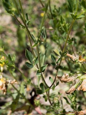 Laboratoire d'expertise et de diagnostic en phytoprotection - MAPAQ