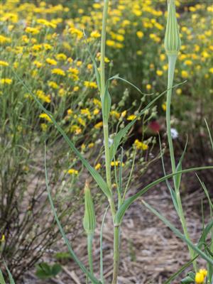 Laboratoire d'expertise et de diagnostic en phytoprotection - MAPAQ