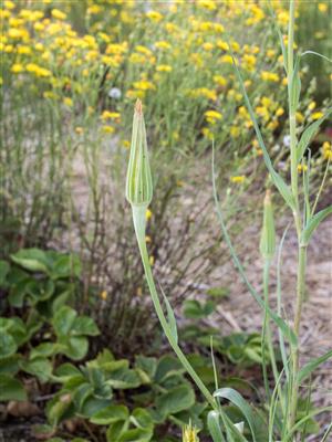 Laboratoire d'expertise et de diagnostic en phytoprotection - MAPAQ