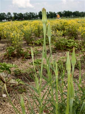 Laboratoire d'expertise et de diagnostic en phytoprotection - MAPAQ