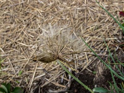 Laboratoire d'expertise et de diagnostic en phytoprotection - MAPAQ