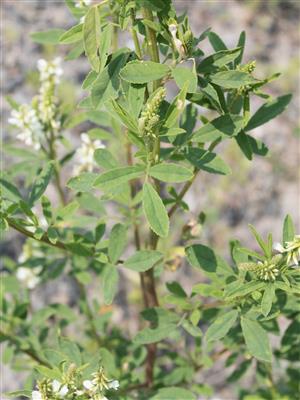 Laboratoire d'expertise et de diagnostic en phytoprotection - MAPAQ