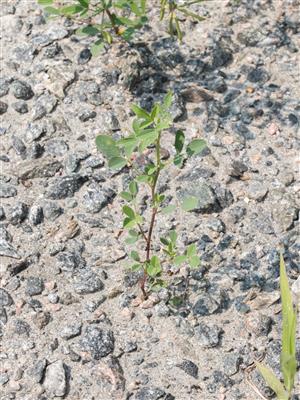 Laboratoire d'expertise et de diagnostic en phytoprotection - MAPAQ