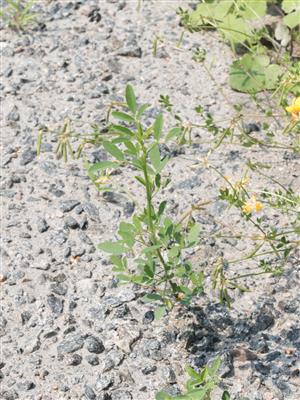 Laboratoire d'expertise et de diagnostic en phytoprotection - MAPAQ