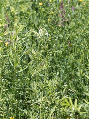 Laboratoire d'expertise et de diagnostic en phytoprotection - MAPAQ