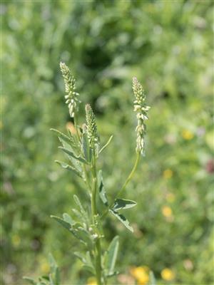 Laboratoire d'expertise et de diagnostic en phytoprotection - MAPAQ
