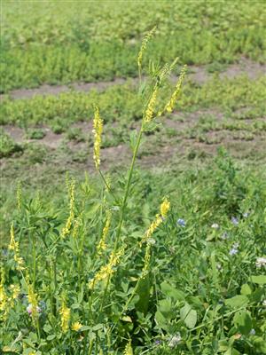 Laboratoire d'expertise et de diagnostic en phytoprotection - MAPAQ