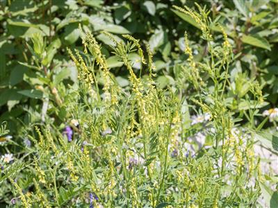 Laboratoire d'expertise et de diagnostic en phytoprotection - MAPAQ