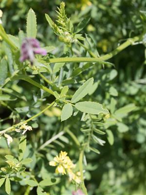 Laboratoire d'expertise et de diagnostic en phytoprotection - MAPAQ