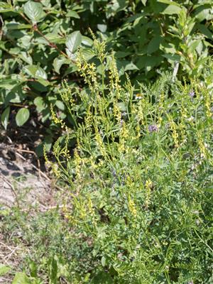 Laboratoire d'expertise et de diagnostic en phytoprotection - MAPAQ