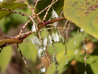 Laboratoire d'expertise et de diagnostic en phytoprotection - MAPAQ